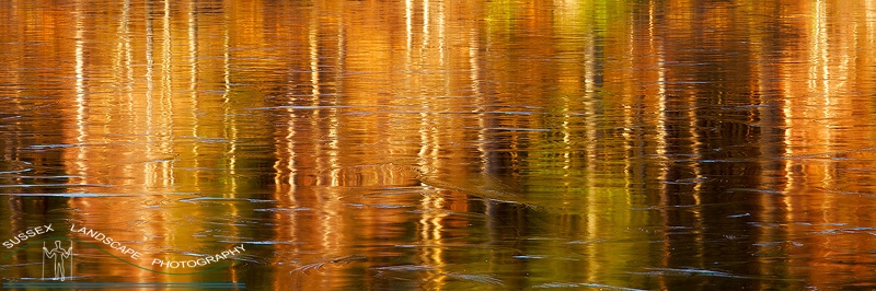 slides/Icey Reflections.jpg scotland lake lochen water cold winter snow light ripples frozen ice reflection trees silver birch pines golden abstract Icey Reflections